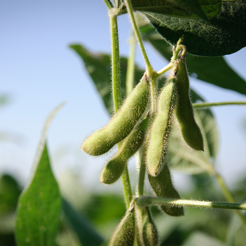 INSIGHT IMAGE / AGRICULTURE closeup-of-plant