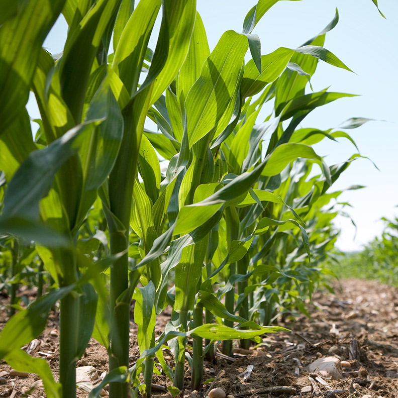 INSIGHT IMAGE / AGRICULTURE stalks of corn in field crop GettyImages-92667121 792x792