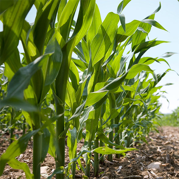 Ag Crop-HailInsurance 2up-1 588x588