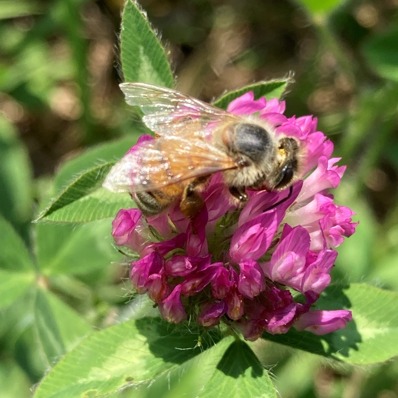 CUSTOMER STORY IMAGE / Ames Farm Bee 792x792