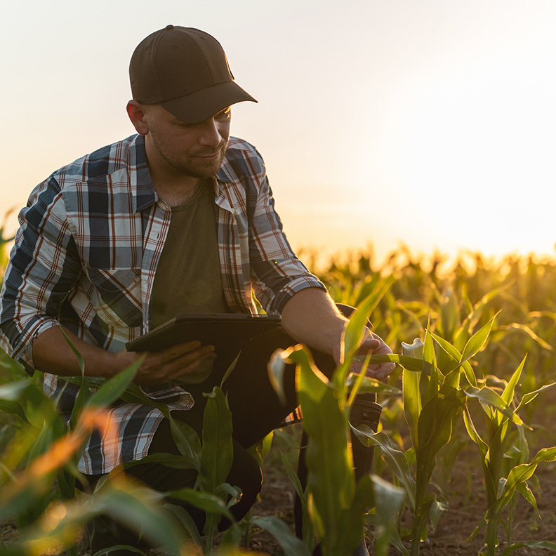 Farmer LookingCornField 792x792