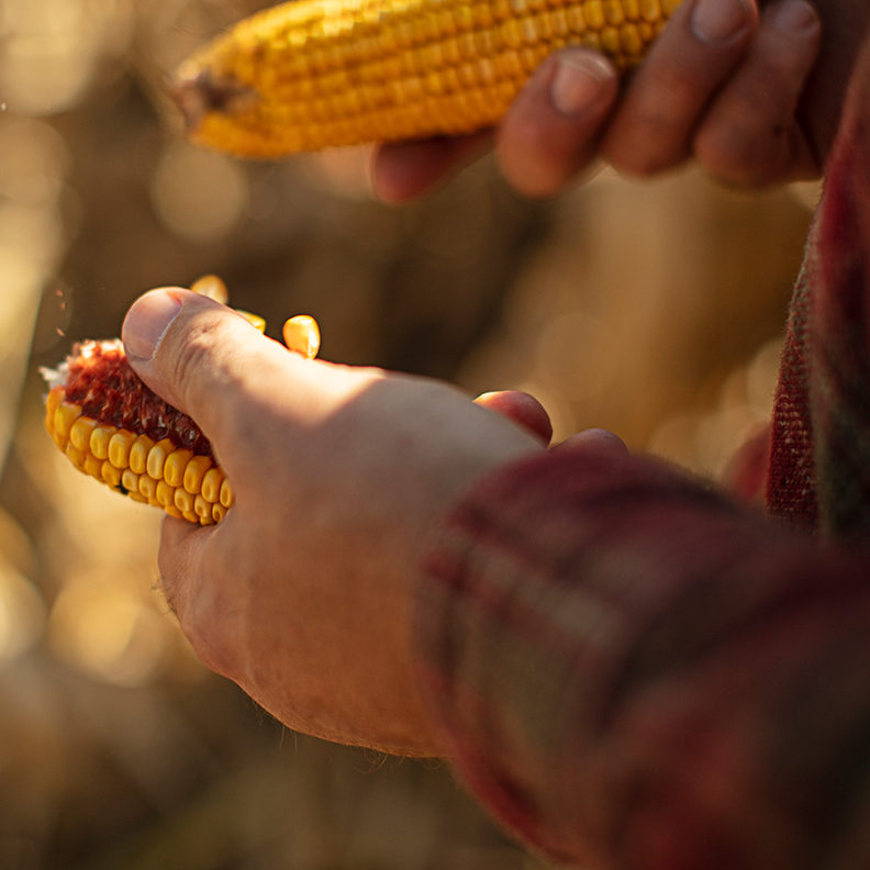 Farmer HandlingCorn 792x792